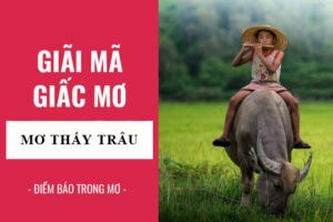 Mơ thấy mình đang cưỡi trâu ngoài đồng xanh