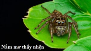 Nhện bò lên người thì đánh số gì ?