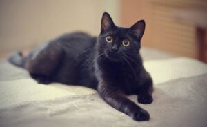 Thường là điềm báo xấu khi mơ thấy con mèo đen