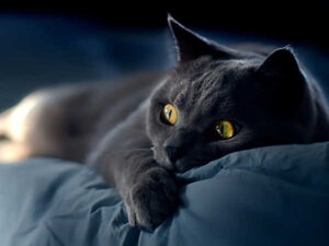 Điềm xui khi mèo đen vào nhà