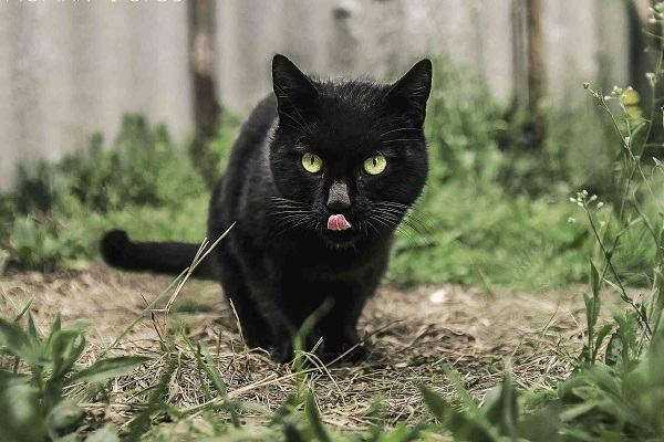 Hên hay xiu khi bạn mơ thấy con mèo đen?